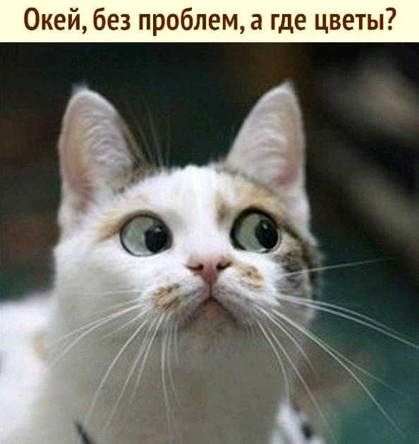 Окей без проблем а где цветы