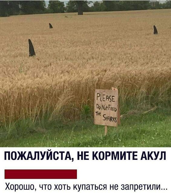 ПОЖАЛУЙСТА НЕ КОРМИТЕ АКУЛ _ Хорошо что хоть купаться не запретили