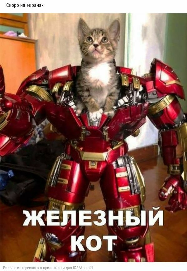 ы ЖЕЛЕЗНЫМ КОТ
