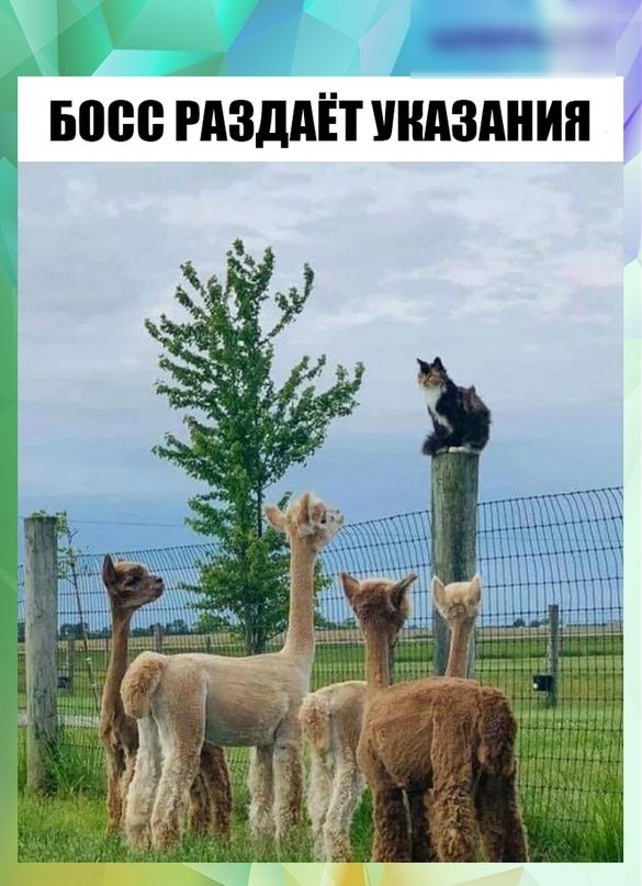 Бове гдзддіпидзднип
