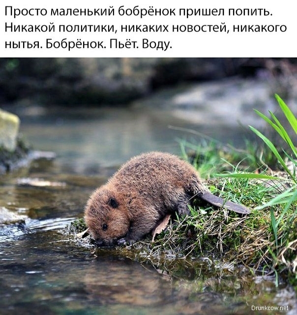 Просто маленький бобрёнок пришеп попить Никакой политики никаких новостей никакого нытья Бобрёнок Пьёт Воду мэш
