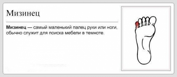 Мизинец М_иаинец самый маленький палец руки или ноги обычно служит для поиска мебели в темноте
