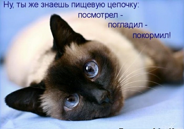 Ну ты же знаешь пищевую цепочку посмотрел погпадип покормип