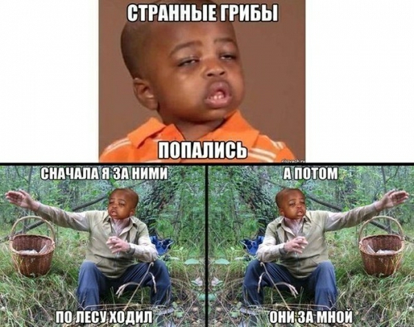 ВТРАННЫЕ ГРИБЫ П0ПАПИБЬ