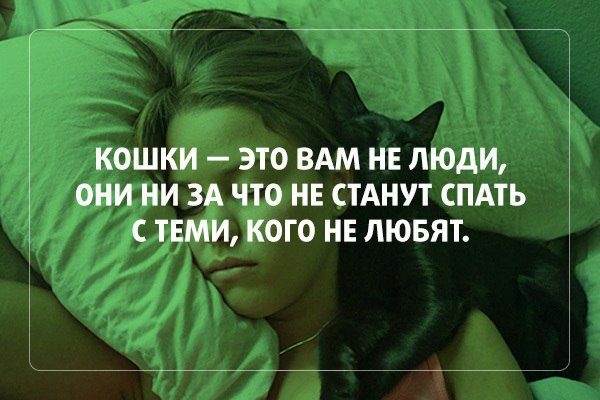 КОШКИ ЭТО ВАМ НЕ ЛЮДИ ОНИ НИ ЗА ЧТО НЕ СТАНУТ СПАТЬ С ТЕМИ КОГО НЕ ЛЮБЯТ