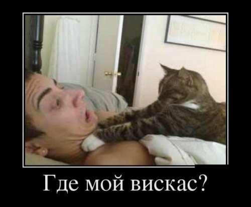 140 Где мой вискас