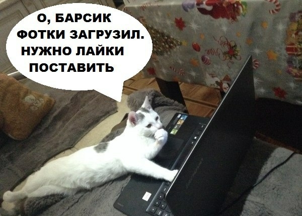 О БАРСИК ФОТКИ ЗАГРУЗИП НУЖНО ЛАЙКИ ПОСТАВИТЬ