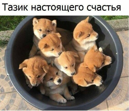 Тазик настоящего счастья