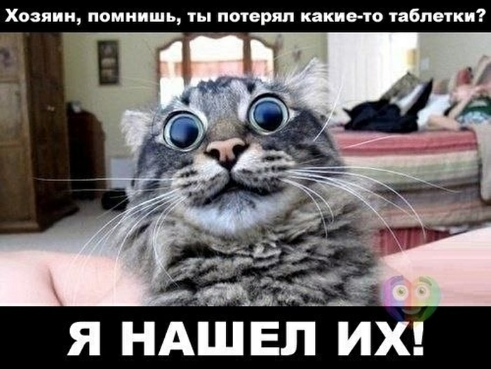 Хозяин помнишь ты потерял какие то таблетки Я НАШ ЁЛ ЙХ