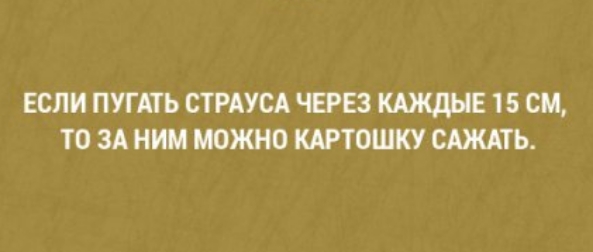 ЕСЛИ ПУГАТЬ СТРАУСА ЧЕРЕЗ КАЖДНЕ 15 СМ ТО ЗА НИМ МОЖНО КАРТОШКУ САЖАТЬ