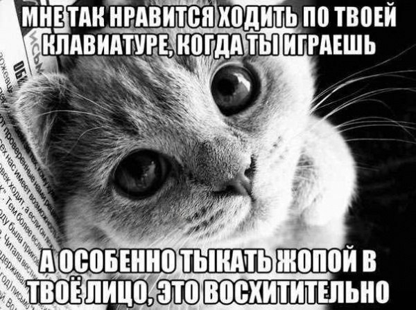 МИЁШИ ИРАВИШИ ИПДИТЬ ПО ТВПЕИ