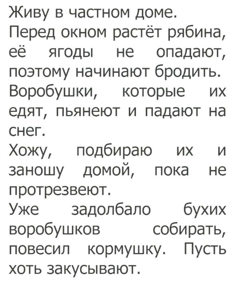 Живу в частном доме Перед окном растёт рябина её ягоды не опадают поэтому начинают бродить Воробушки которые их едят пьянеют и падают на снег Хожу подбираю их и заношу домой пока не протрезвеют Уже задолбало бухих воробушков собирать повесил кормушку Пусть хоть закусывают