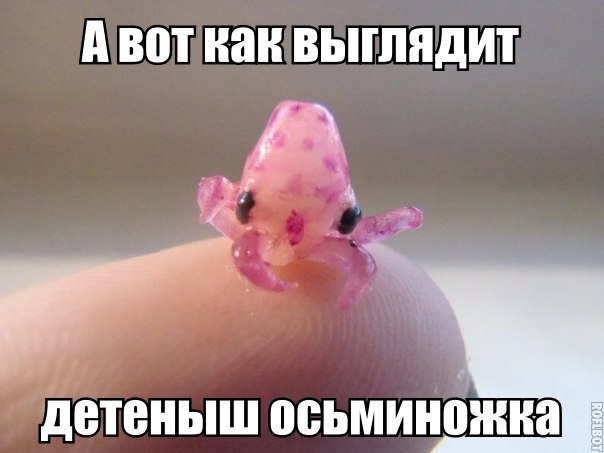 А вот как ВЫШПДИТ детеныш ВВЬМИНЬЖКЗ