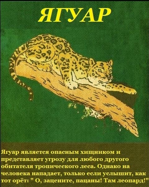 Ягуар является опасным хипп пшом и представляет угрозу для любого другого обитателя тропического леса Однако на человека нападает тощо если услышит как тот орёт о зацените пацаны т леопард