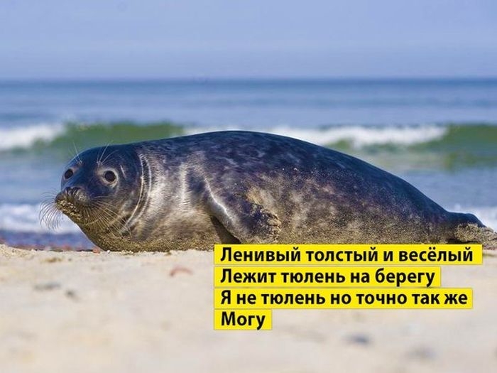 _ _ Ленивыи толстыи и весёпыи Лежит тюлень на берегу Я не тюлень но точно так же Могу