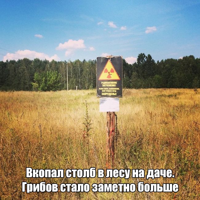 Виопап стппб в пвп ца даче шипов стало замвдицбцпьше