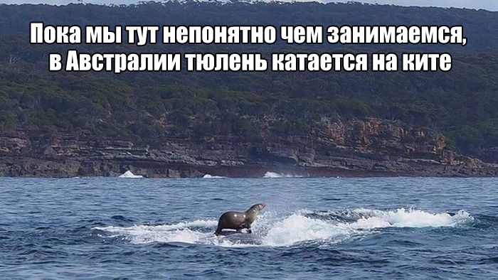 _____ ШШ МЫ ТУТ ВПШШПШ ШМ ЗЯИИМЯЕМШЪ В ПВШПЭПИИ тюлень питается Н ИП