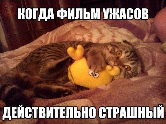 МДА ФИЛЬМ 008 РЖ дЕЙВТВИТЕПШП СТРАШНЫЙ