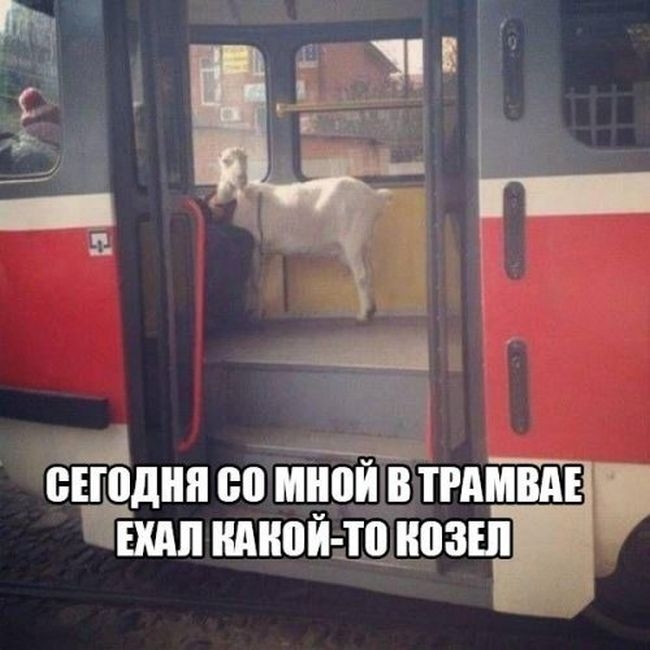 СЕПЩЙЯ со ШШЙ В ТРАМВАЕ _ ШП ШЮЙ то 03