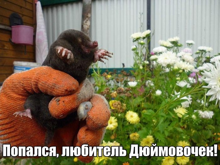 Ёпппапвя пюпиъёііь дюймовочеи