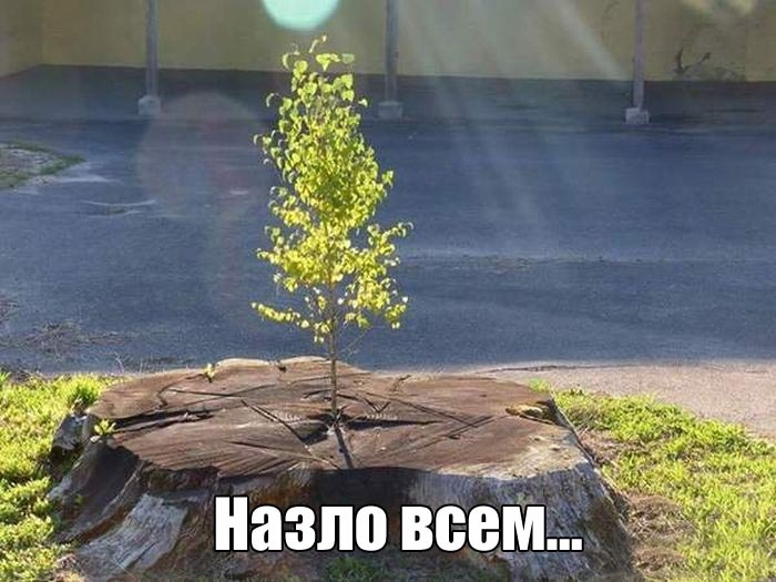 Назло всем