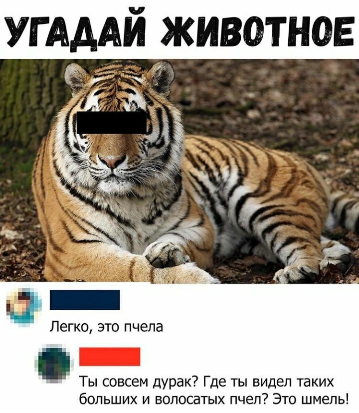 Г АДАИ ЖИВОТНОЕ Л ко это пчела Ты совсем дурак Где ты видел таких больших и волосатых пчел Это шмель