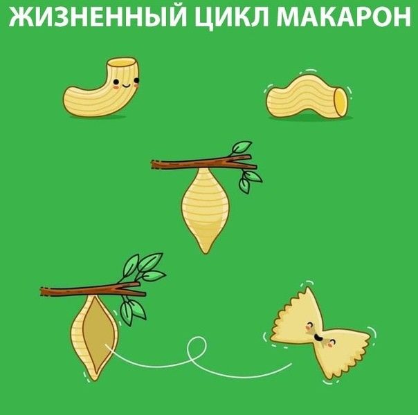 жизнвнный цикл МАКАРОН