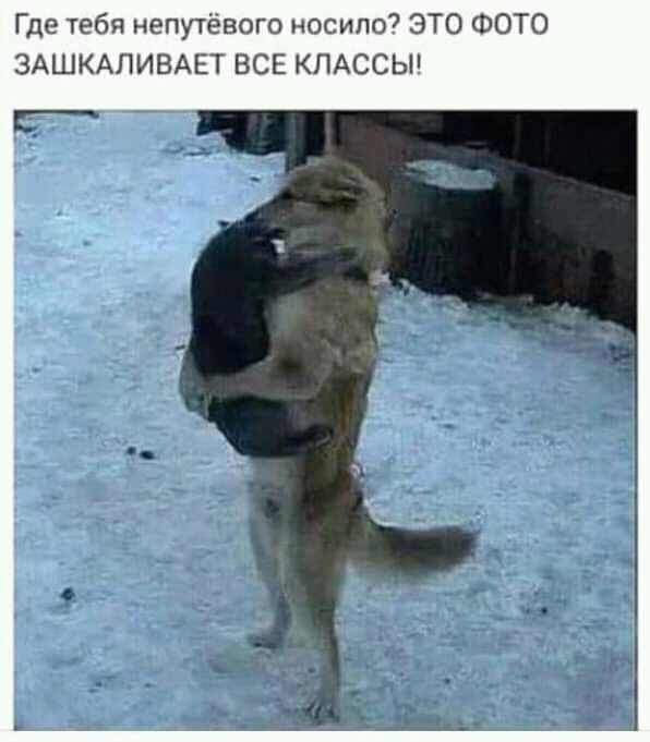 Где тебя непутёвого носило ЭТО ФОТО ЗАШКАЛИВАЕТ ВСЕ КЛАССЫ