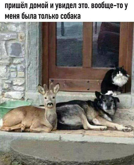 пришёл домой и увидел это вообще тоу меня была только собака