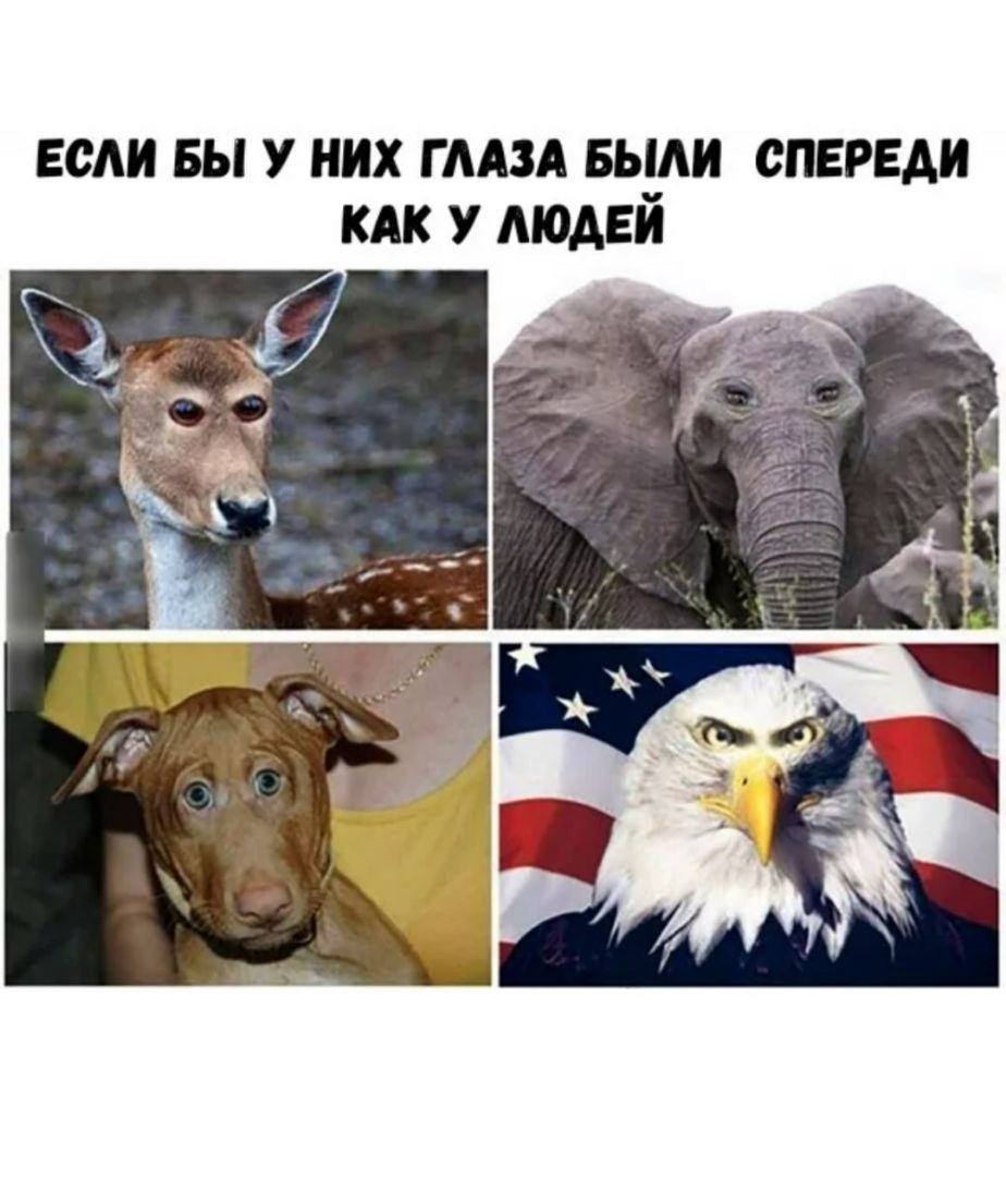 ЕСА БЫ У НИХ Г ААЗА Бьуш СПЕРЕДИ КАК У МОАЕИ