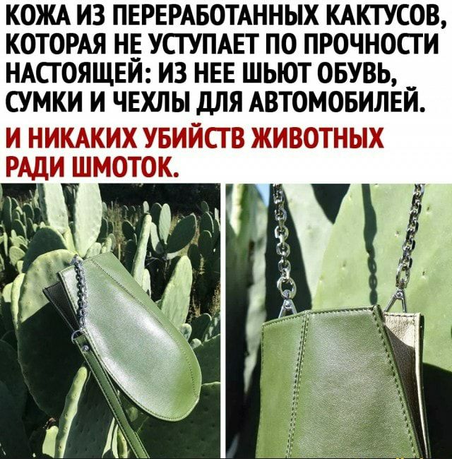 КОЖА ИЗ ПЕРЕРАБОТАННЫХ КАКТУСОВ КОТОРАЯ НЕ УСГУПАЕТ ПО ПРОЧНОСТИ НАСГОЯЩЕЙ ИЗ НЕЕ ШЬЮТ ОБУВЬ СУМКИ И ЧЕХЛЫ дЛЯ АВТОМОБИЛЕИ