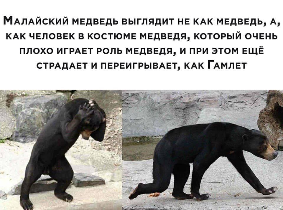 МАЛАйский медведь выглядит не КАК медведь А КАК человек в костюме медведя который очень плохо ИГРАЕТ роль медведя и при этом ЕЩЁ СТРАдАЕТ и ПЕРЕИГРЫВАЕТ КАК ГАмлет