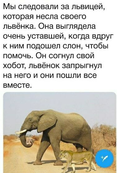 Мы следовали за львицей которая несла своего львёнка Она выглядела очень уставшей когда вдруг к ним подошел слон чтобы помочь Он согнул свой хобот львёнок запрыгнул на него и они пошли все ВМЕСТЕ