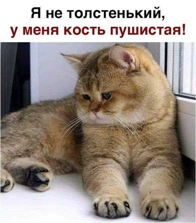 Я не толстенький у меня кость пушистая и