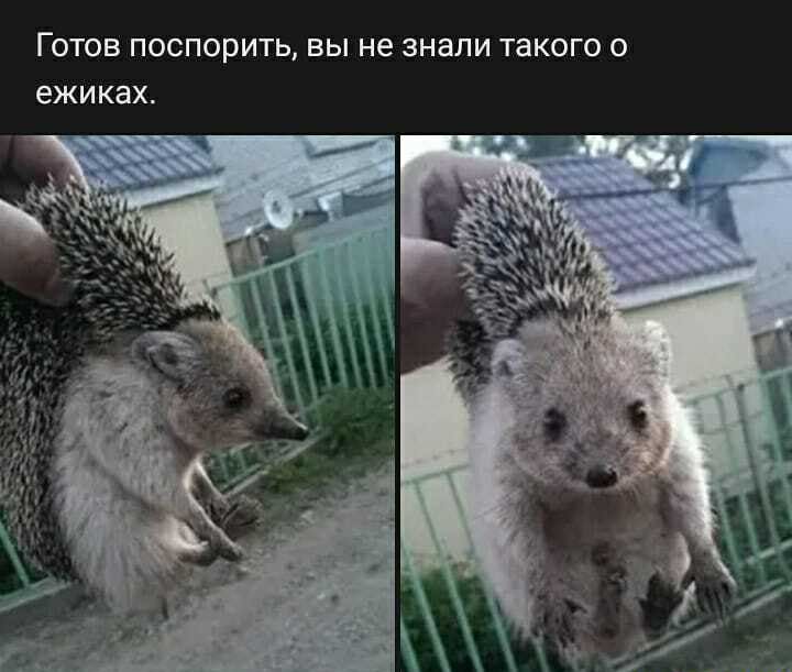 ГОТОВ поспорить ВЫ не знали ТЗКОГО О ежиках