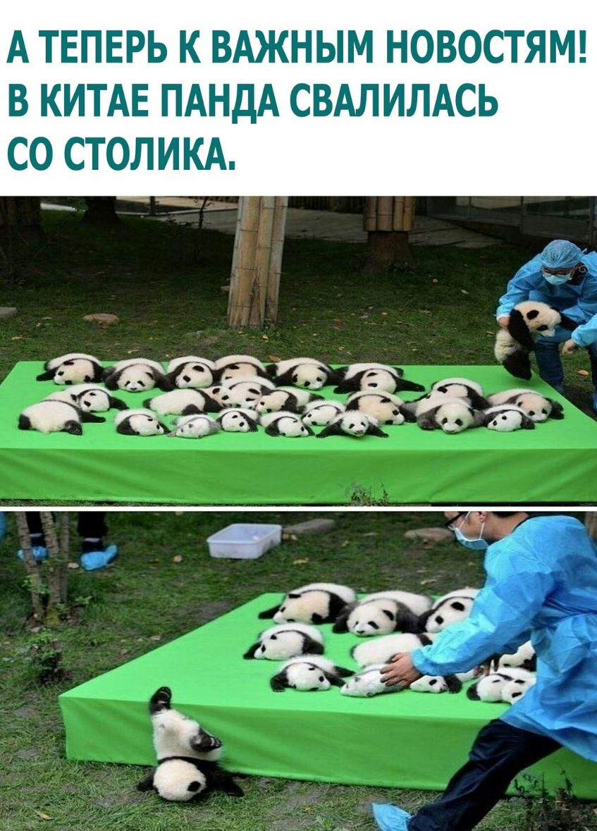 А ТЕПЕРЬ К ВАЖНЫМ НОВОСТЯМ В КИТАЕ ПАНдА СВАЛИЛАСЬ СО СТОЛИКА _