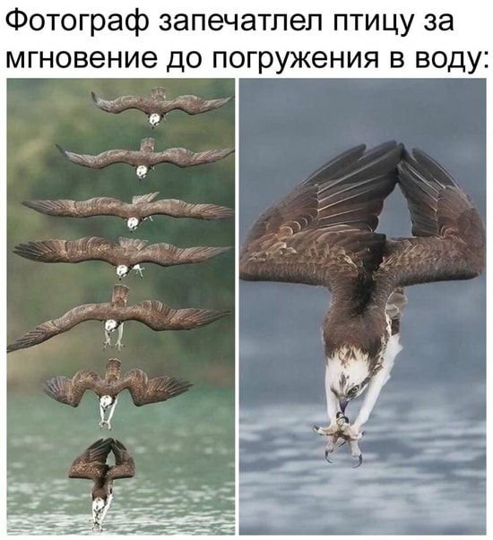Фотограф запечатлел птицу за мгновение до погружения в воду