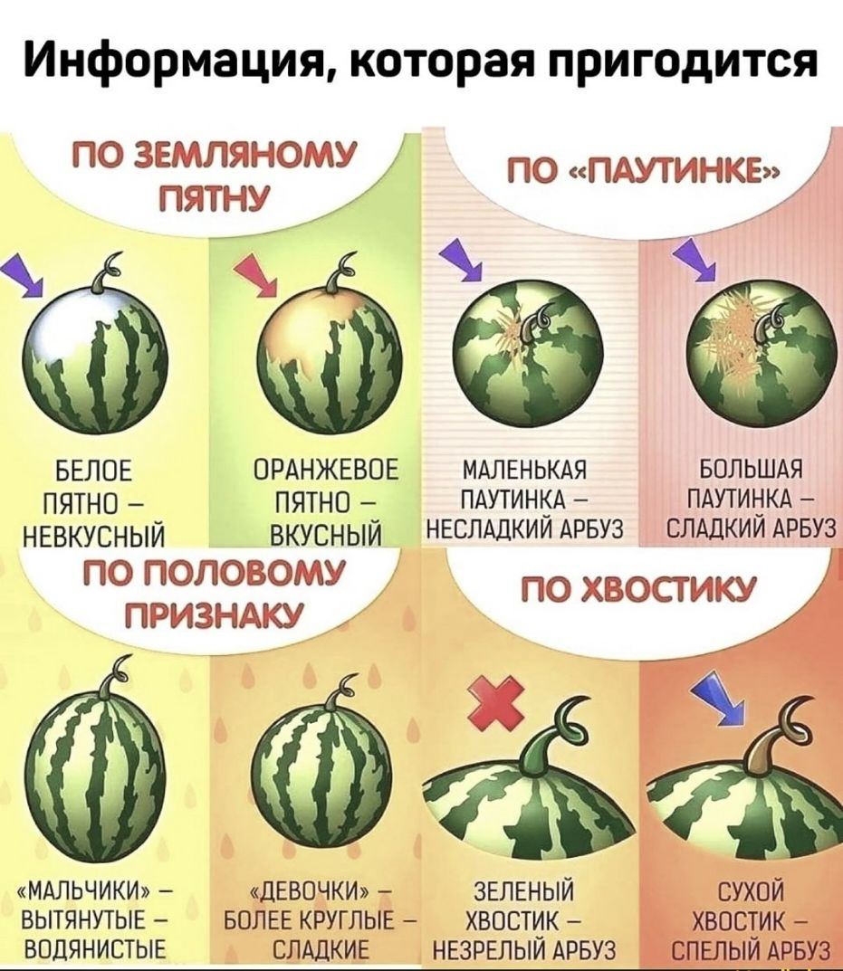 Информация которая пригодится ПО ЗЕМЛЯНОМУ ПО ПАУТИНКЕ іі ПЯТНУ м БЕЛОЕ ОРАНЖЕВОЕ МАЛЕНЬКАЯ БОЛЬШАЯ ПЯТНО ПЯТНО ПАУТИНКА ПАУТИНКА НЕВКУСНЫЙ вкусный НЕСЛАДКИИ АРБУЗ СЛАДКИИ АРБУЗ ПО ПОЛОВОМУ ПО ХВОСТИКУ ПРИЗНАКУ МАЛЬЧИКИ дЕВОЧКИ ЗЕЛЕНЫЙ ВЫТЯНУТЫЕ БОЛЕЕ КРУГЛЫЕ ХВОСТИК ВОДЯНИСТЫЕ СЛАДКИЕ НЕЗРЕЛЫИ АРБУЗ