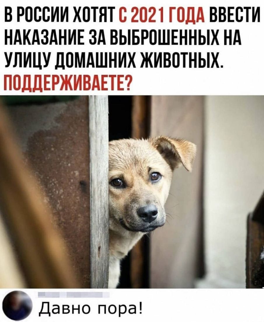 В РОССИИ ХОТЯТ ГЮШЬ ВВЕСТИ НАКАЗАНИЕ ЗА ВЫБРПШЕННЫХ НА УЛИЦУ ДОМАШНИХ ЖИВОТНЫХ ГСЁ П С