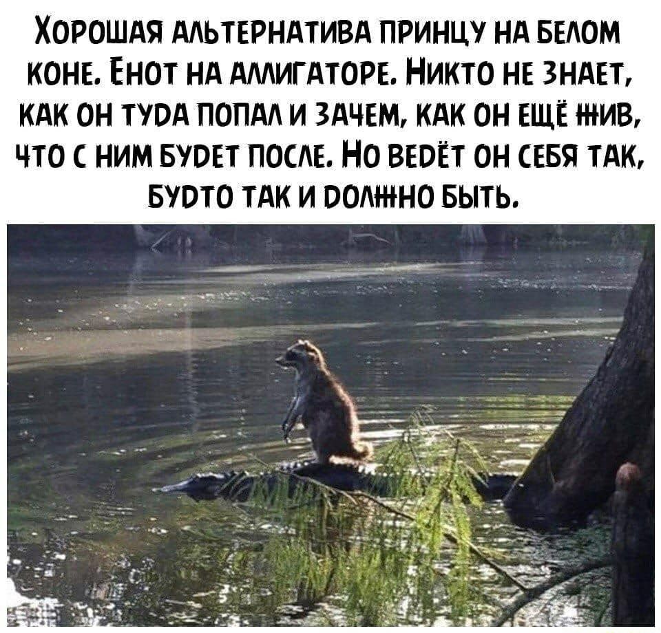 ХОРОШАЯ ААЬТЕРНАТИВА ПРИНЦ НА БЕЛОМ КОНЕ ЁНОТ НА АМИГАТОРЕ НИКТО НЕ ЗНАЕТ КАК ОН ТЮА ПОПА И ЗАЧЕМ КАК ОН ЕЩЁ ИВ ПО НИМ БУВЕТ ПОСЕ НО ВЕВЁТ ОН СЕБЯ ТАК БЮТО ТАК И ВОМ ИНО БЫТЬ