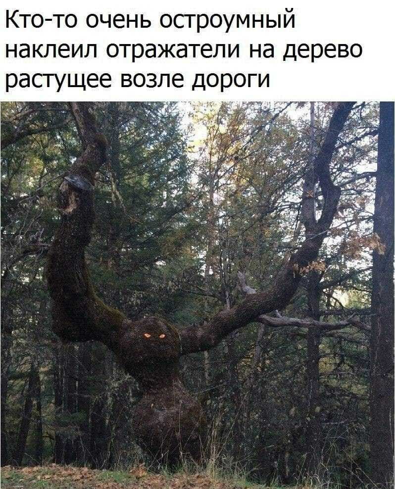 Кто то очень остроумный наклеил отражатели на дерево растущее возле дороги