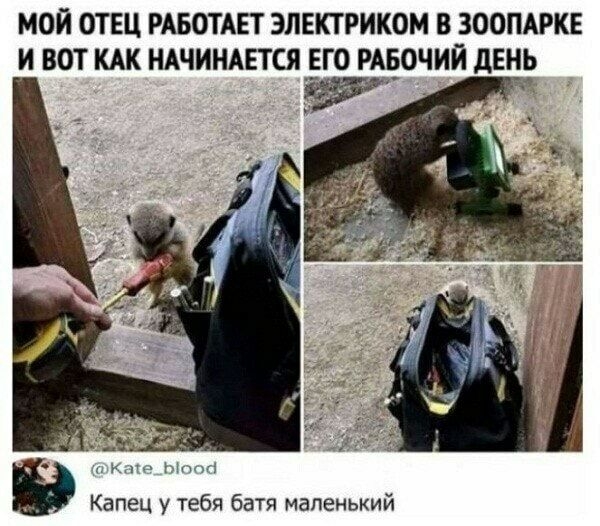 МОЙ ОТЕЦ РАБОТАЕТ ЭПЕКТРИКОМ В ЗООПАРКЕ И ВОТ КАК НАЧИНАЕТСЯ __ЕГО РАЕОЧИЙ ДЕНЬ и Капец у тебя батя маленький