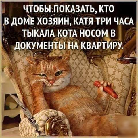 чтовьшркшть кто домгэ хозяин КАТЯ три ЧАСА м тыкмА КОТА носом в 1 документы НА квдртйру