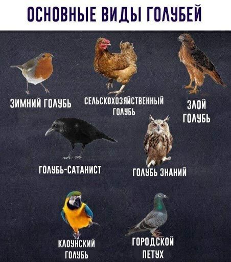 ПБНПВНЫЕ ВИДЫ ГПИНБЕИ БЕАЬСКПХПЗЯИЕТВЕИИЫЙ ЗИМИИИ ГШШБЬ ГШШБЬ МПИ ГШШБЬ гппивь шдиипт д ялпчискии ШРплЕкпи ШИНЫ ПЕШХ