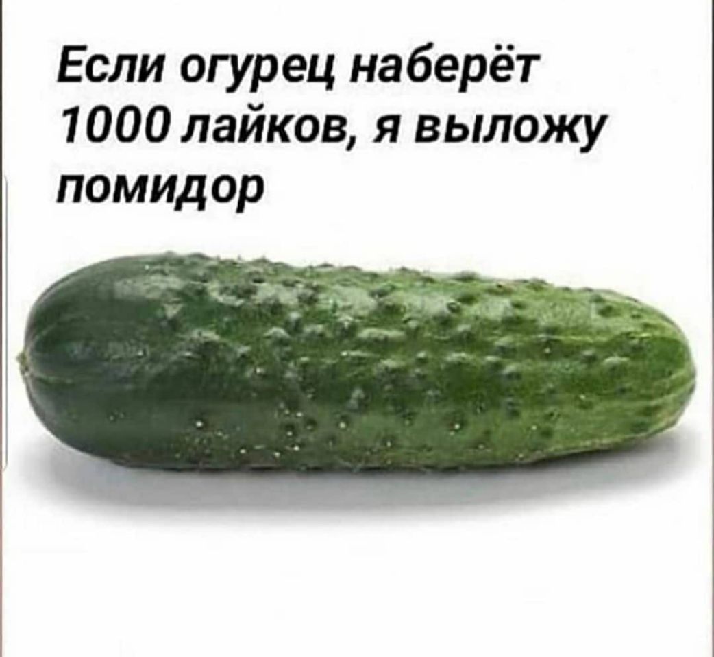 Если огурец наберёт 1000 лайков я выложу помидор