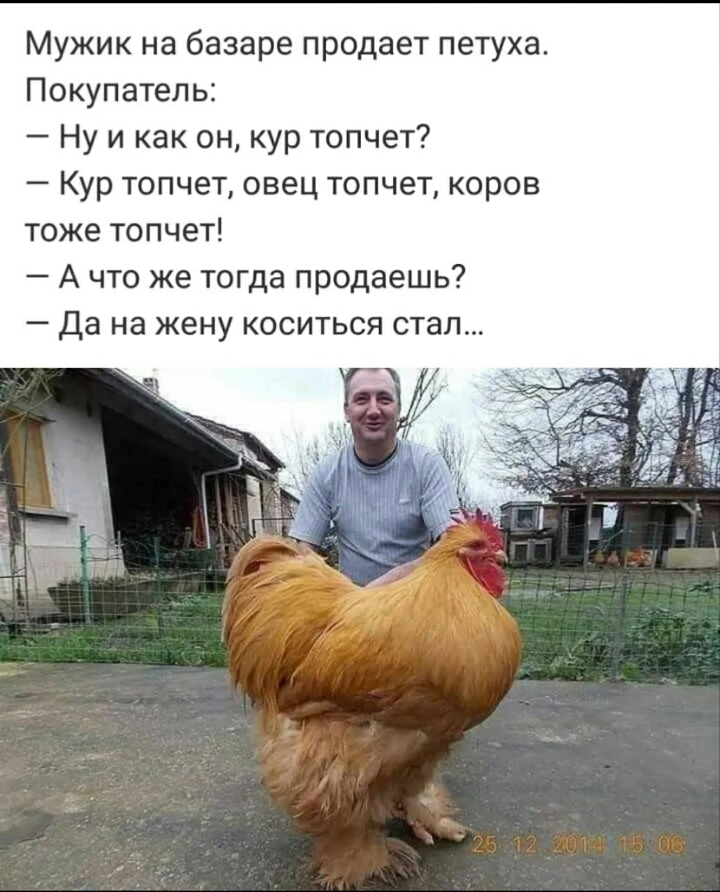 Мужик на базаре продает петуха Покупатель Ну и как он кур топчет Кур топчет овец топчет коров тоже топчет А что же тогда продаешь _ ДЗ на ЖЕНУ КОСИТЬСЯ СТЭП
