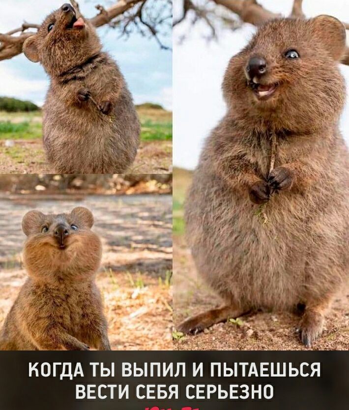 _ ШЁ_ зі шт КОГДА ТЫ ВЫПИЛ И ПЫТАЕШЬСЯ ВЕСТИ СЕБЯ СЕРЬЕЗНО