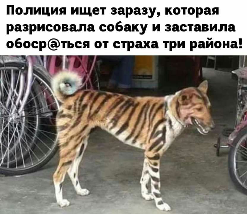 Полиция ищет заразу которая разрисовала собаку и заставила обосрться от страха три района