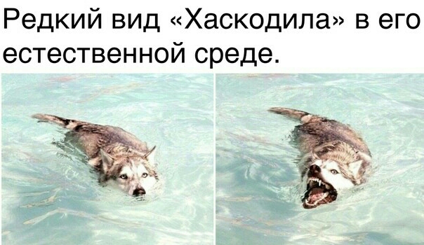 Редкий вид Хаскодила в его естественной среде