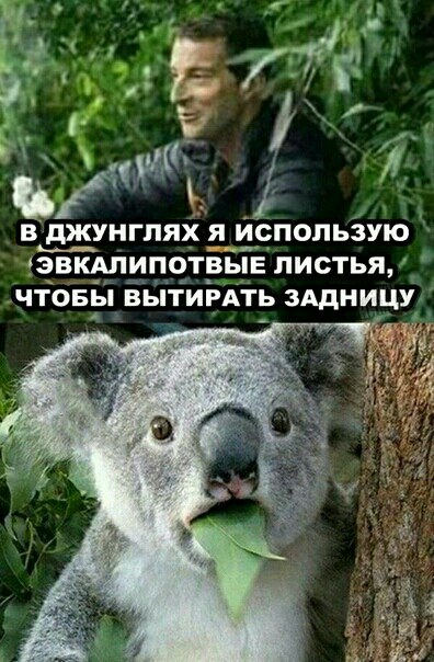г 57 А Я У В дЖУНГЛЯХ Я ИСПОЛЬЗУЮ ЗВКАЛИПОТВЫЕ ПИСТЬЯ ЧТОБЫ ВЫТИРАТЬ ЗАДНИЦУ